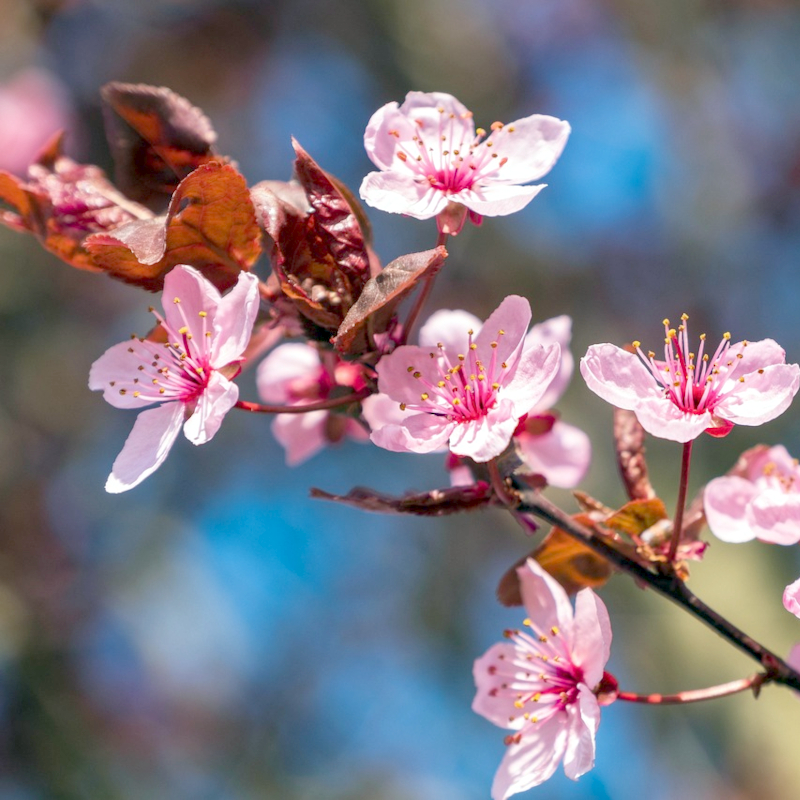 Blood Plum Tree - Image 2