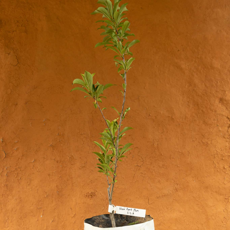 Blood Plum Tree - Image 3