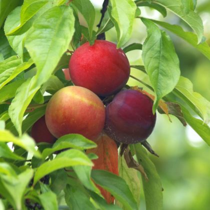 Methley Plum Tree