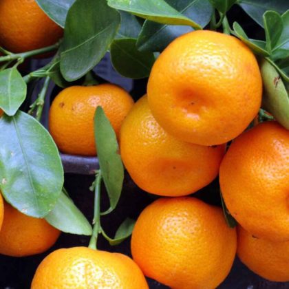 Murcott Tangerine Tree