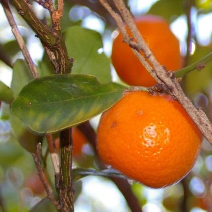 Thai Tangerine Tree