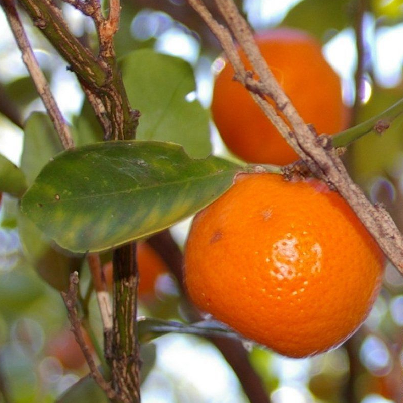 Thai Tangerine Tree