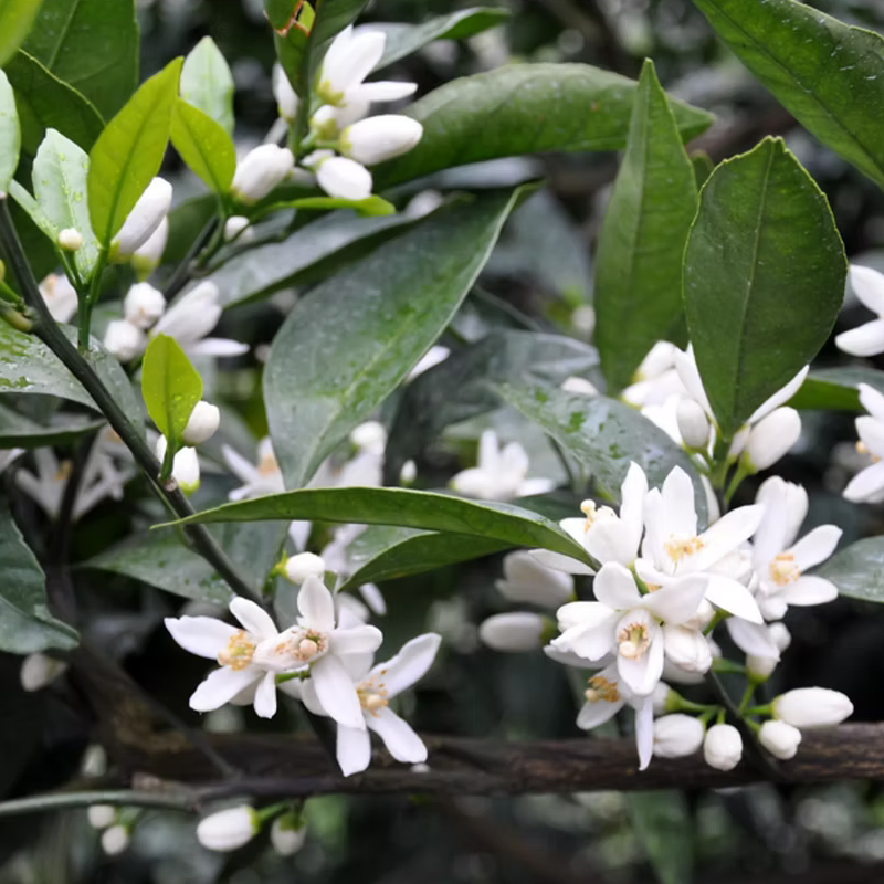 Thai Tangerine Tree - Image 2