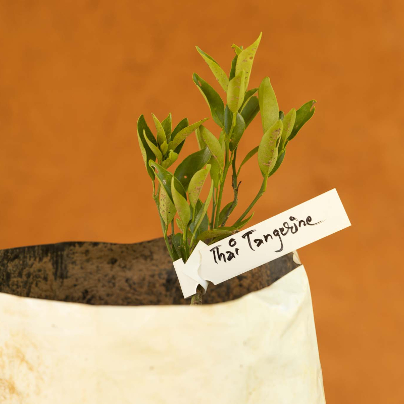 Thai Tangerine Tree - Image 3