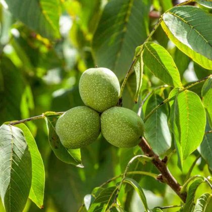 Jumla Walnut Tree